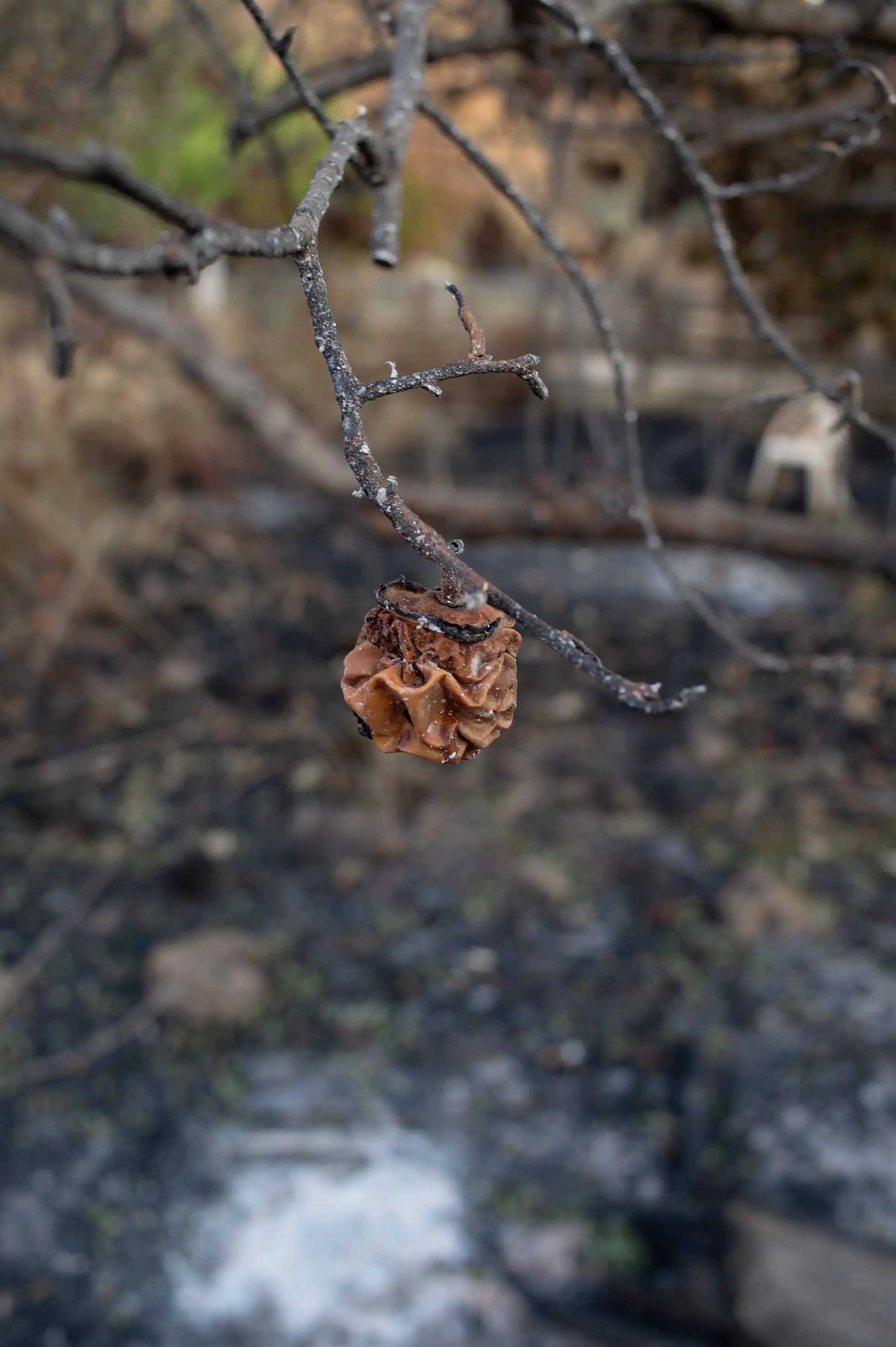 Le fruit du feu le fruit du feu/photos/09.webp